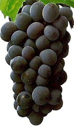 Pinotage