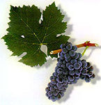 Cab franc