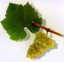 Chardonney