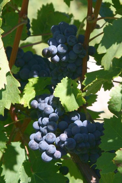 Cabernet Franc grapes