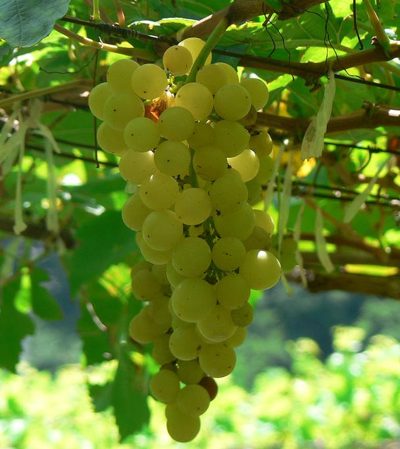 Chenin Blanc grapes