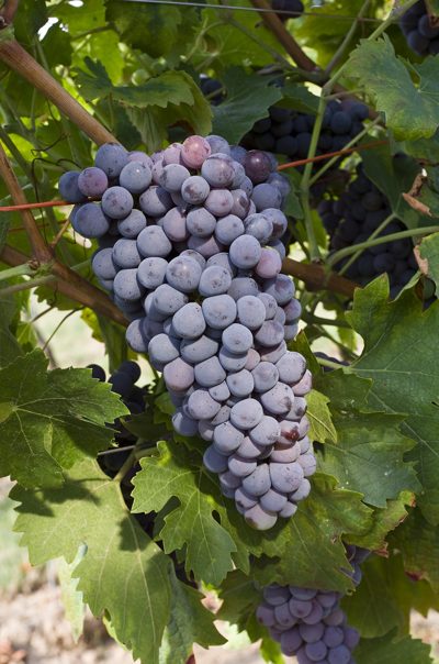 Corvina grapes
