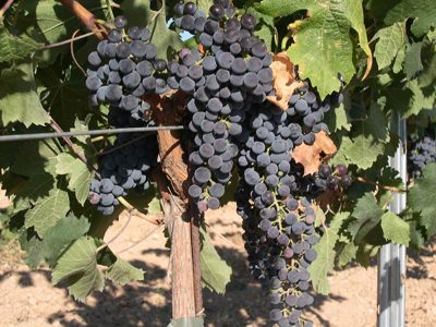 Merlot grapes