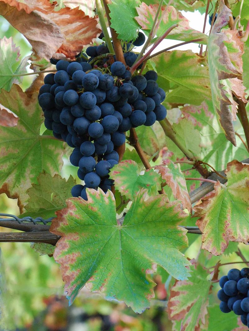 Mourvèdre grapes on the vine