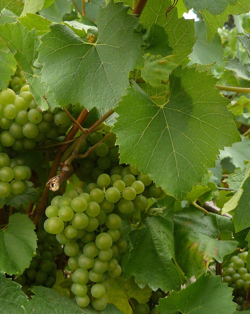 Muscadet (Melon de Bourgogne) grapes on the vine