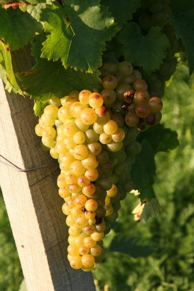 Muscat grapes