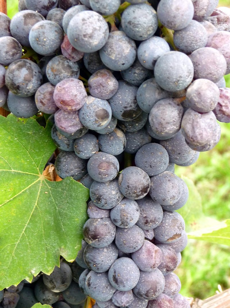 Nebbiolo grapes on the vine