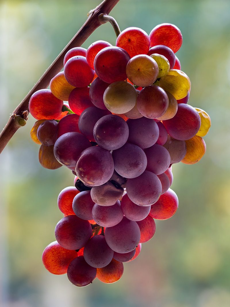 Pinot Gris / Pinot Grigio grapes on the vine