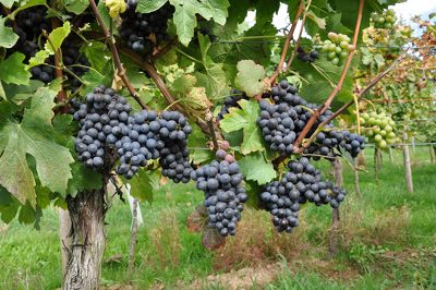Pinotage grapes