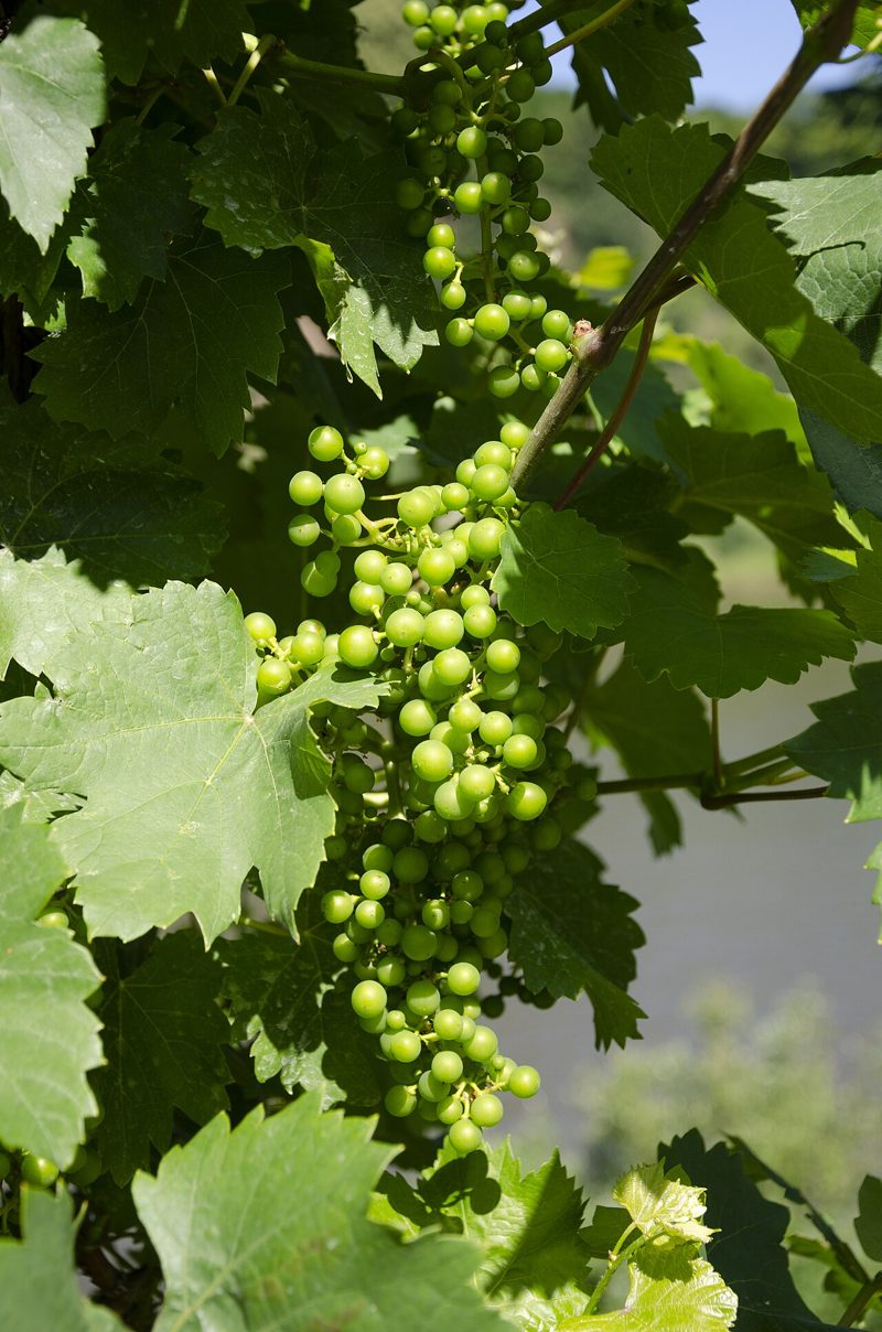 Riesling grapes on the vine