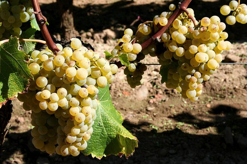 Sémillon grapes on the vine