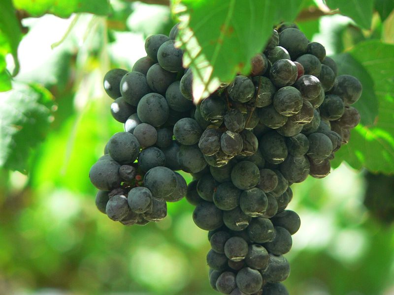 Syrah / Shiraz grapes on the vine