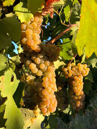 Viognier grapes