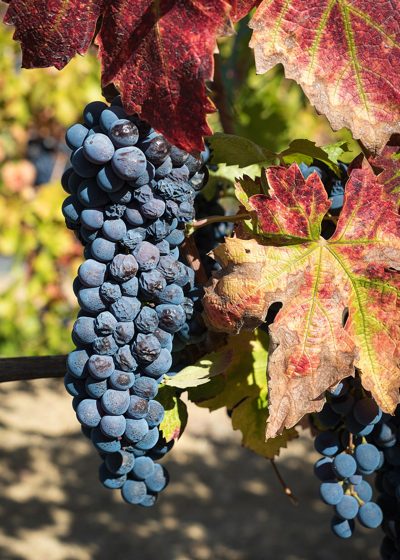Zinfandel / Primitivo grapes